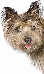 dog_training_kent_rochester_dog_home_visits_chathamgillingham, rainham_dog_trainer